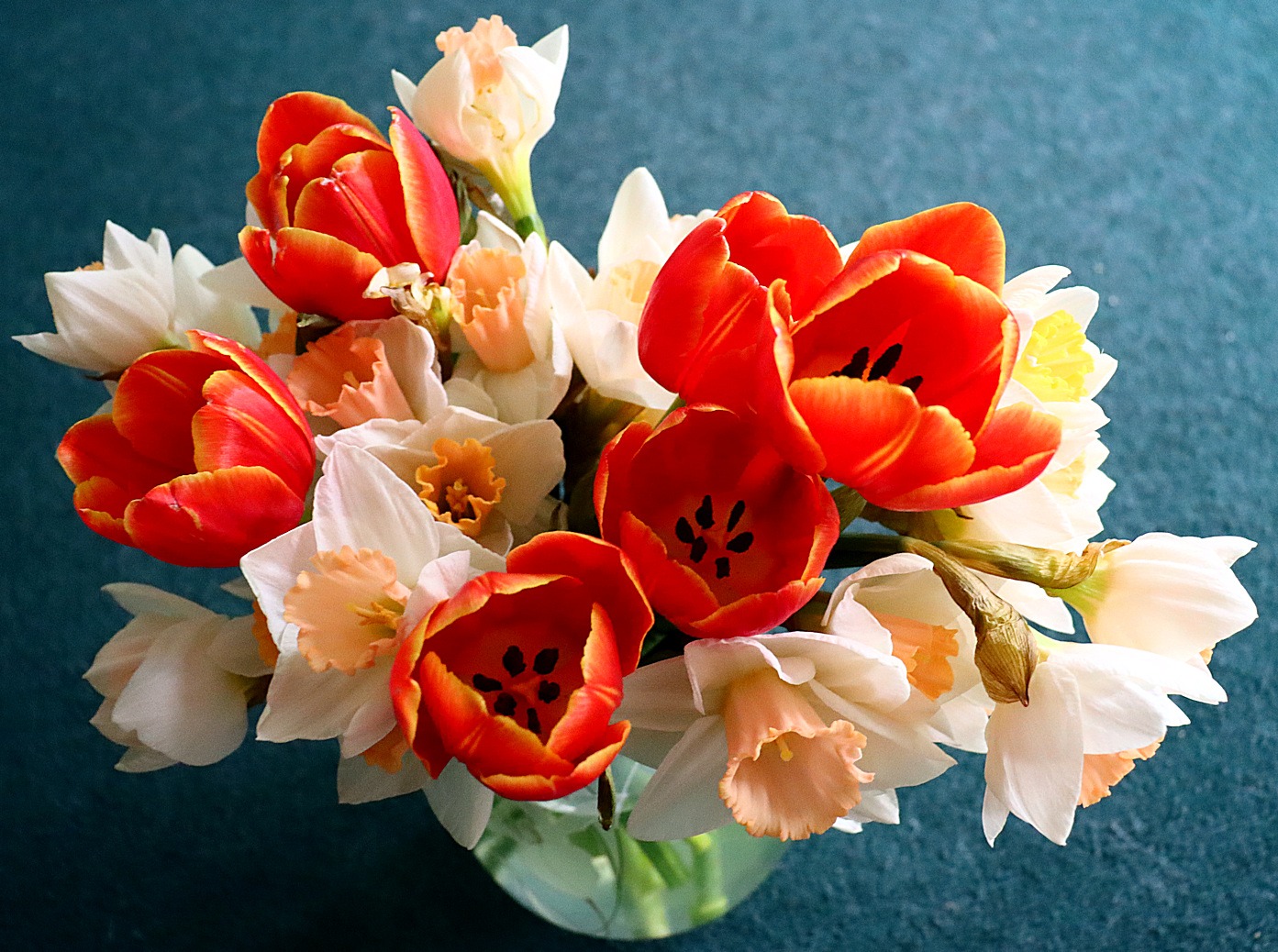 red tulips with white and yellow daffodils