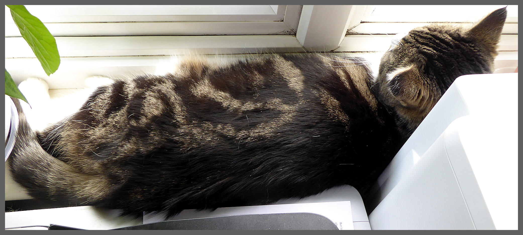 tabby cat lying on windowsill